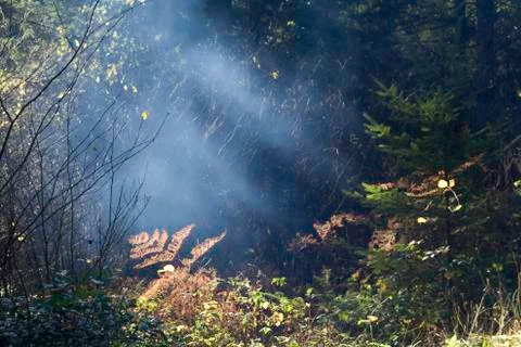 Sun in the trees Stock Photos