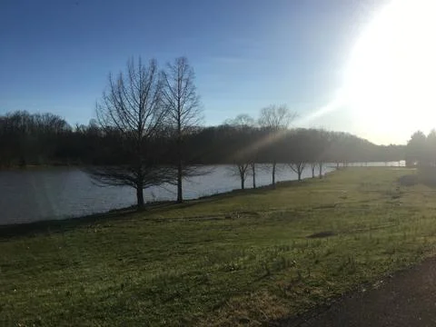 Sun with trees Photos