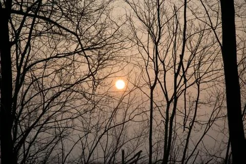 Sun trees Stock Photos