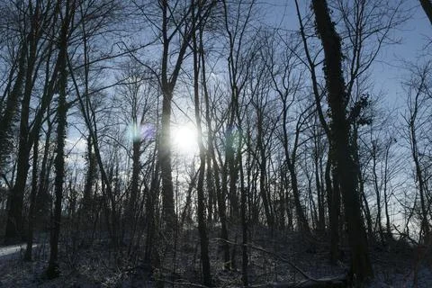 Sun in trees Stock Photos