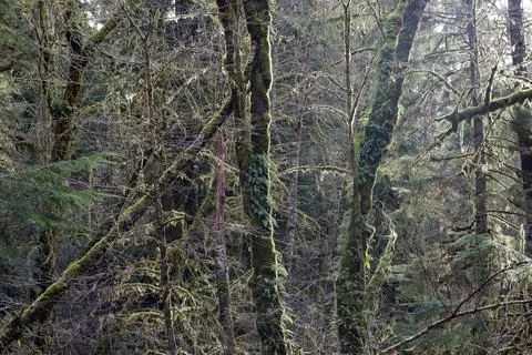 Sun on trees in rain forest covered in moss and fern Stock Photos