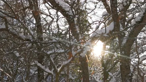 Sun trees snow Stock Footage 163925265