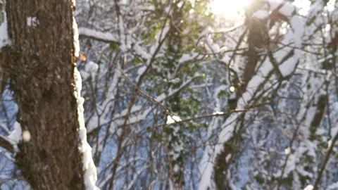 Sun trees snow. Stock Footage 165598827