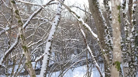 Sun trees snow. Stock Footage 224458295