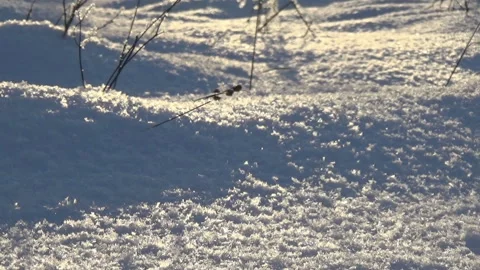 Sun, trees, snow, landscape Stock-Footage 100987051