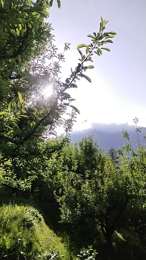 Sun trees sunshine mountains Stock Footage 240941117