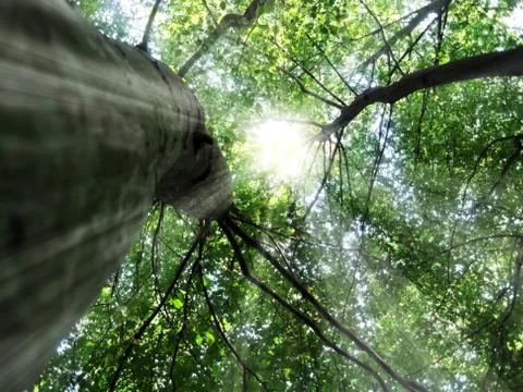 Sun in treetop Stock-Fotos