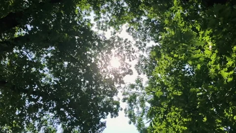 The sun in the treetops in slow motion. Stock-Footage 197563389