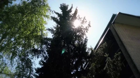 The sun trickled down through the spruce tracking Stock-Footage 75446980