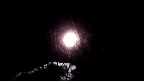 Sun trough the branches Stock Footage 101987992