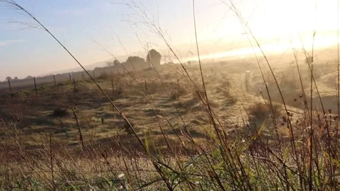 Sun trough the grass blades Stock Footage 238628920