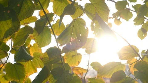 Sun trough leaves Stock Footage 98254962