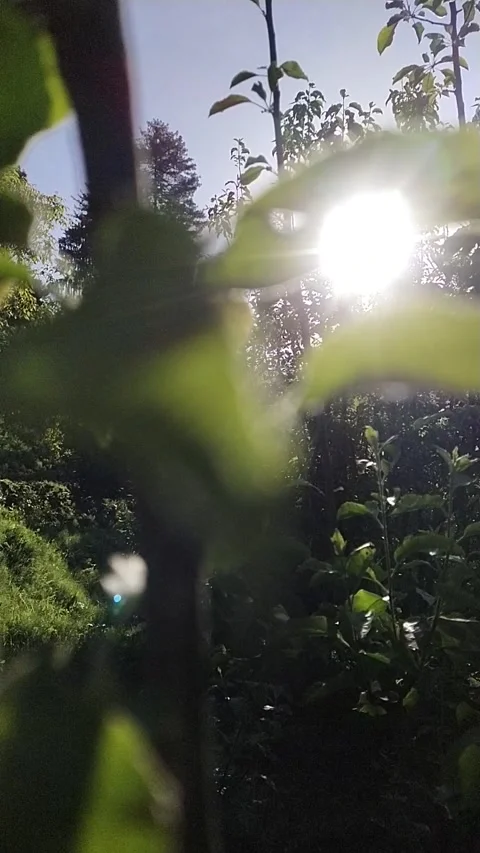 Sun trough leaves Video stock 240941459