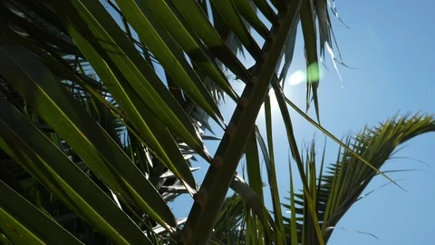 Sun trough palms Video stock 95978426