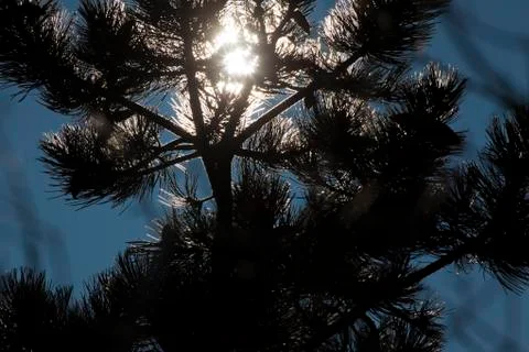 Sun trough pine pins Stock Photos