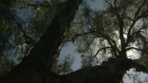 Sun Trough Tree Branches Stockbeeldmateriaal 12490703