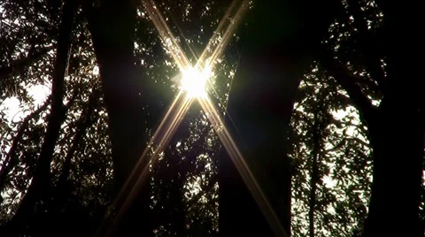 Sun trough the trees 스톡 동영상 34360144