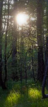 Sun Trough The Trees Pattern Stock Photos