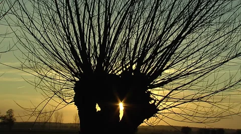 Sun trough willow Stock Footage 39126990