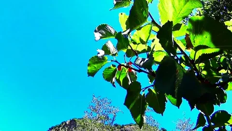 Sun trought Lampone fruits Stock Footage