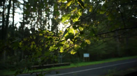 Sun true leaves Stock Footage 39018073