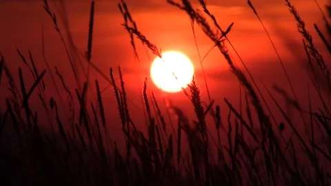 Sun try the grass in sunset Stock Footage 105872679