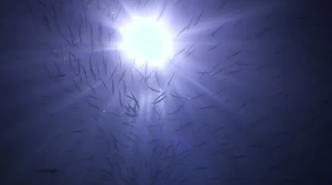 The sun from underwater Stock Footage 21783021