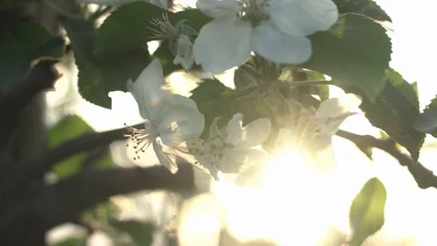 The Sun Very Brightly Illuminates The Fruit Tree Branch. Close-up. Stock Footage 100289594