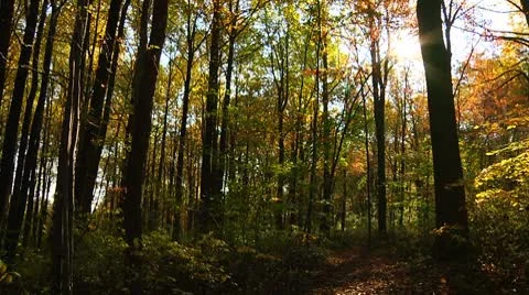 Sun view from the forest (LP-Voorhees-045) Video stock 8929090