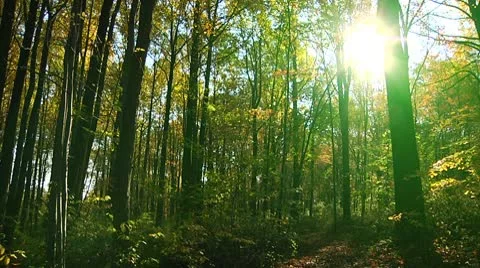Sun view from the forest (LP-Voorhees-047) 스톡 동영상 8929243