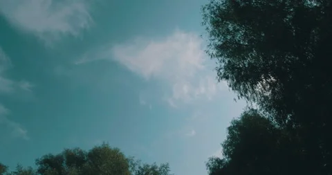 Sun View Through Danube Canopy Stock Footage 161911551