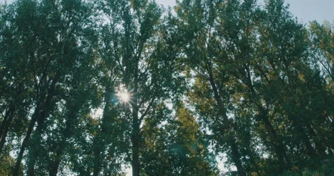 Sun View Through River Forest Stock Footage 162013714