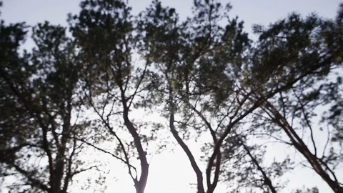 The sun is viewed through the trees Stock-Footage 69993526