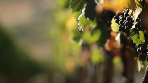 Sun on the Vineyard Grapes Stock Footage 104891258