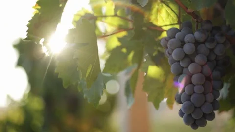 Sun on the Vineyard Grapes Stock Footage 104893023
