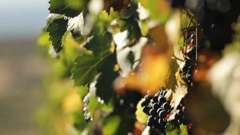 Sun on the Vineyard Grapes Stock Footage 104909673