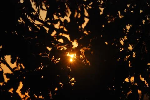 Sun is visible from behind the branches of trees Stock Photos