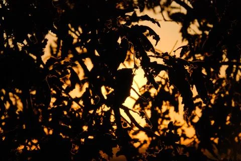 Sun is visible from behind the silhouette of branches and trees Stock-Fotos