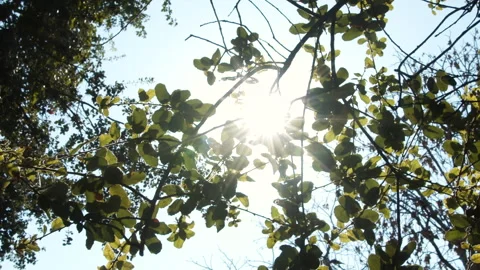 The sun is visible through the branches 動画素材 141901912