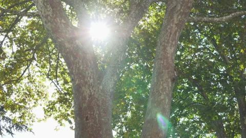 The sun is visible through green foliage. Old tall trees Stock Footage 168827186