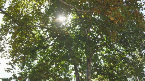 The sun is visible through green foliage. Old tall trees Stock Footage 170034456