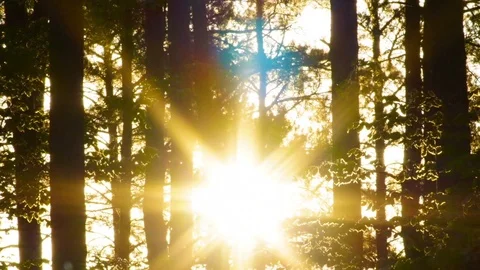 The sun wandering among the branches of trees Video stock 119021360