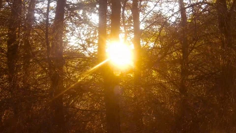 The sun wanders in the branches of trees Stock Footage 115964389