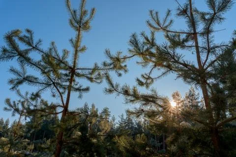 The sun was filtering through the trees in winter. winter forest, Sunny weath Stock Photos