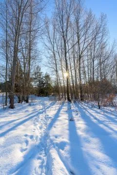 The sun was filtering through the trees in winter. winter forest, Sunny weath Stock Photos