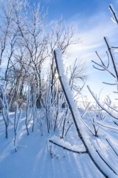 The sun was filtering through the trees in winter. winter forest, Sunny weath Stock Photos