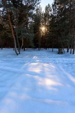 The sun was filtering through the trees in winter. winter forest, Sunny weath Foto stock