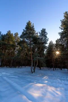 The sun was filtering through the trees in winter. winter forest, Sunny weath Stock Photos
