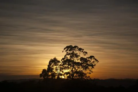 The sun was setting behind a big tree near the guarapiranga dam. The backligh Stock Photos