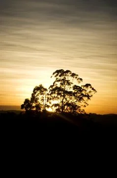 The sun was setting behind a big tree near the guarapiranga dam. The backligh Stock Photos